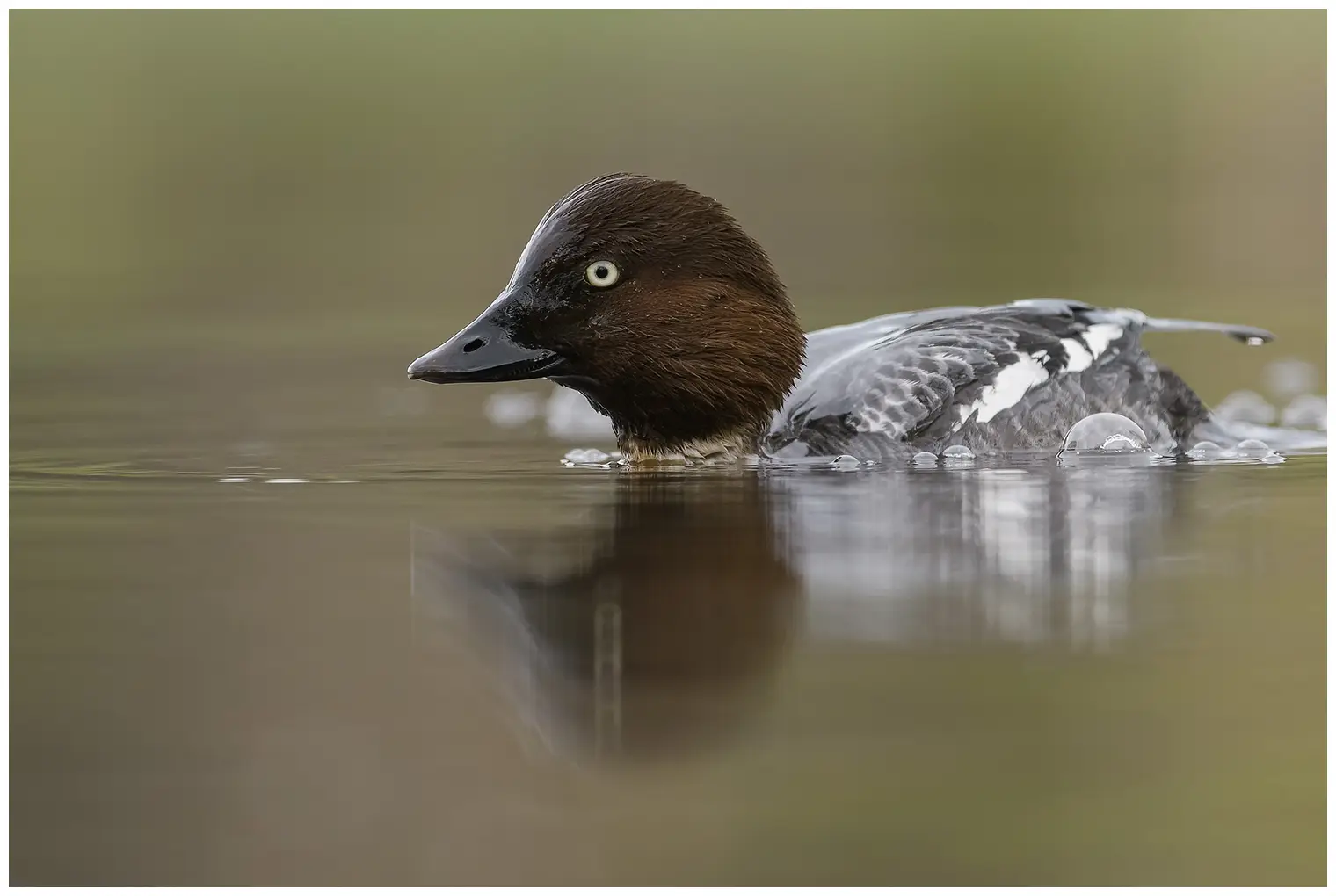 Common goldeneye
