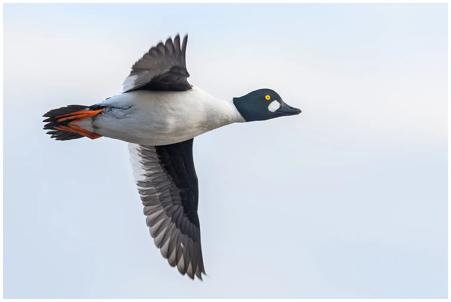Common goldeneye