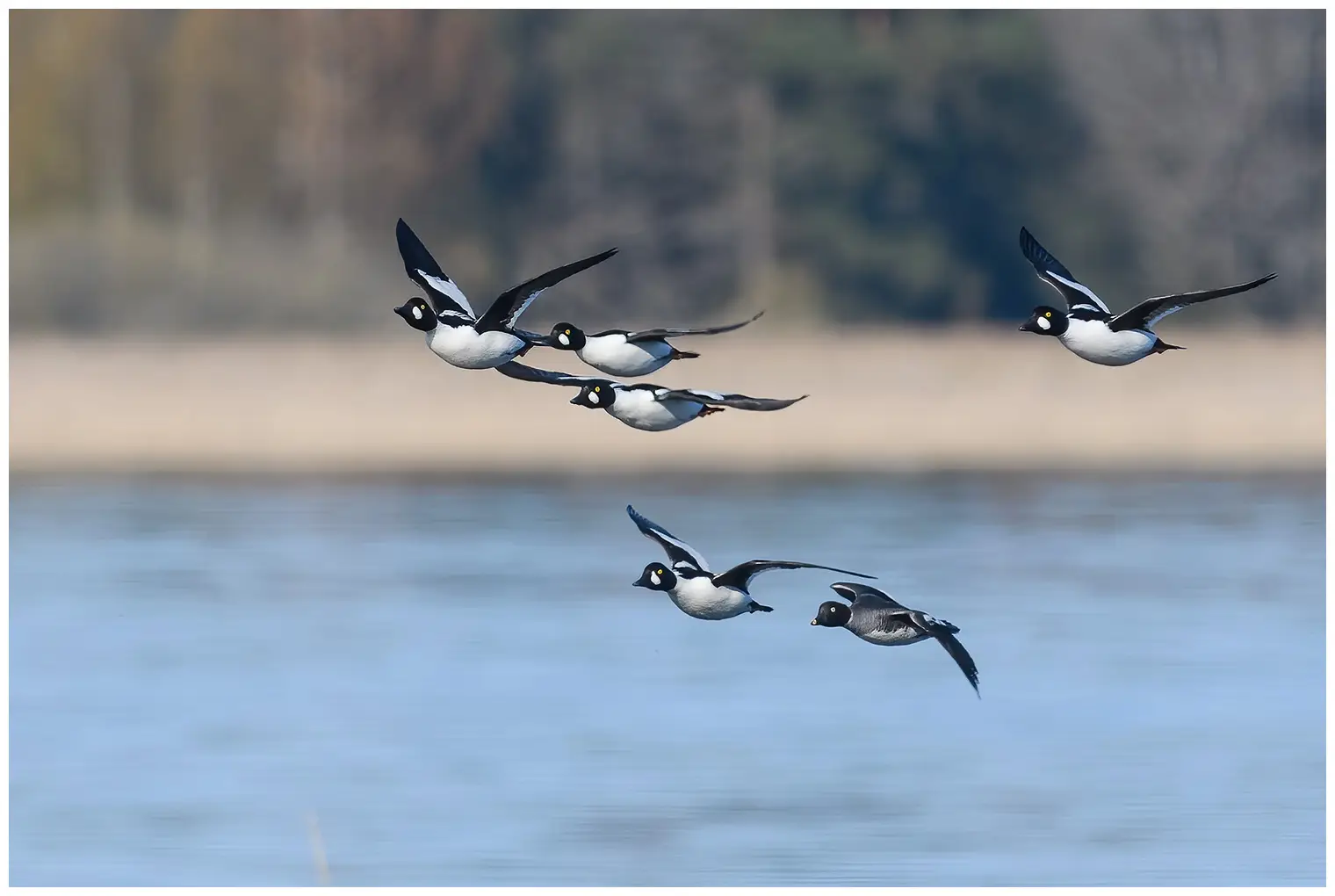 Common goldeneye