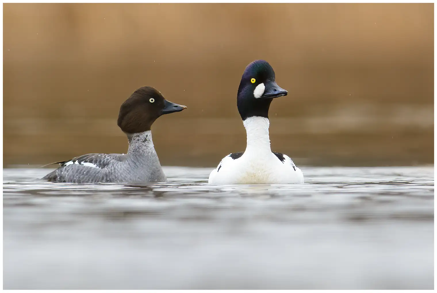 Common goldeneye