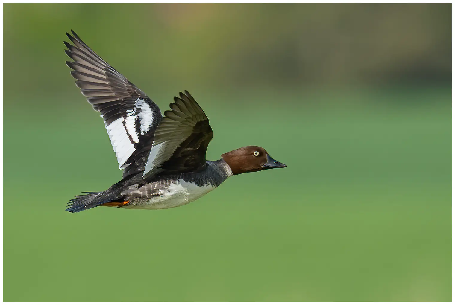 Common goldeneye