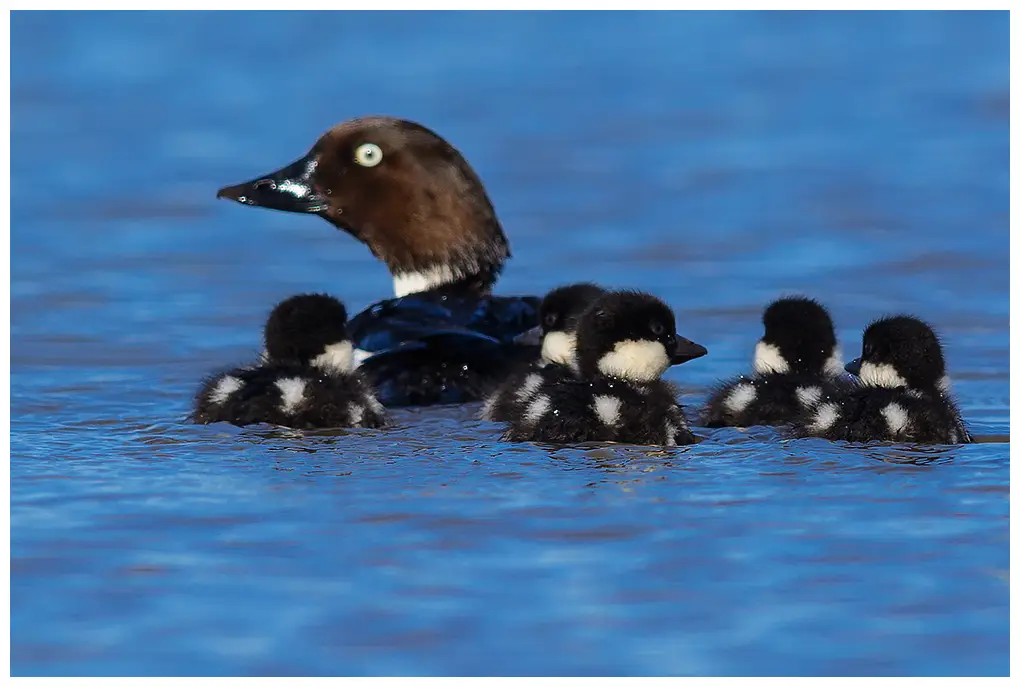 Common goldeneye