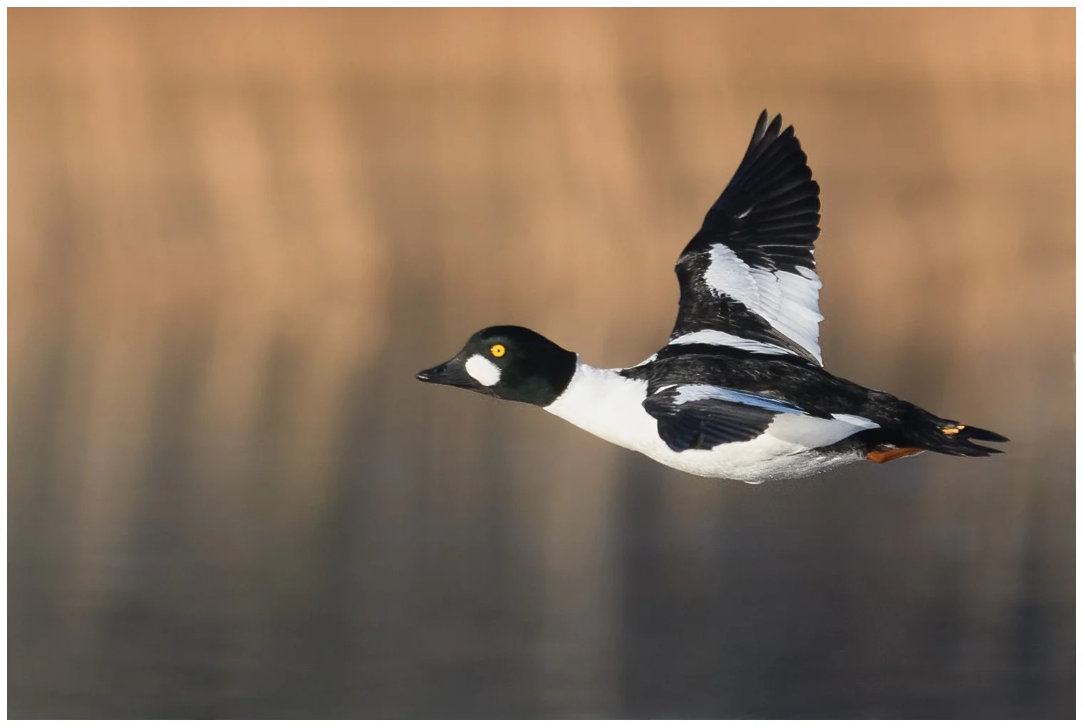 Common goldeneye