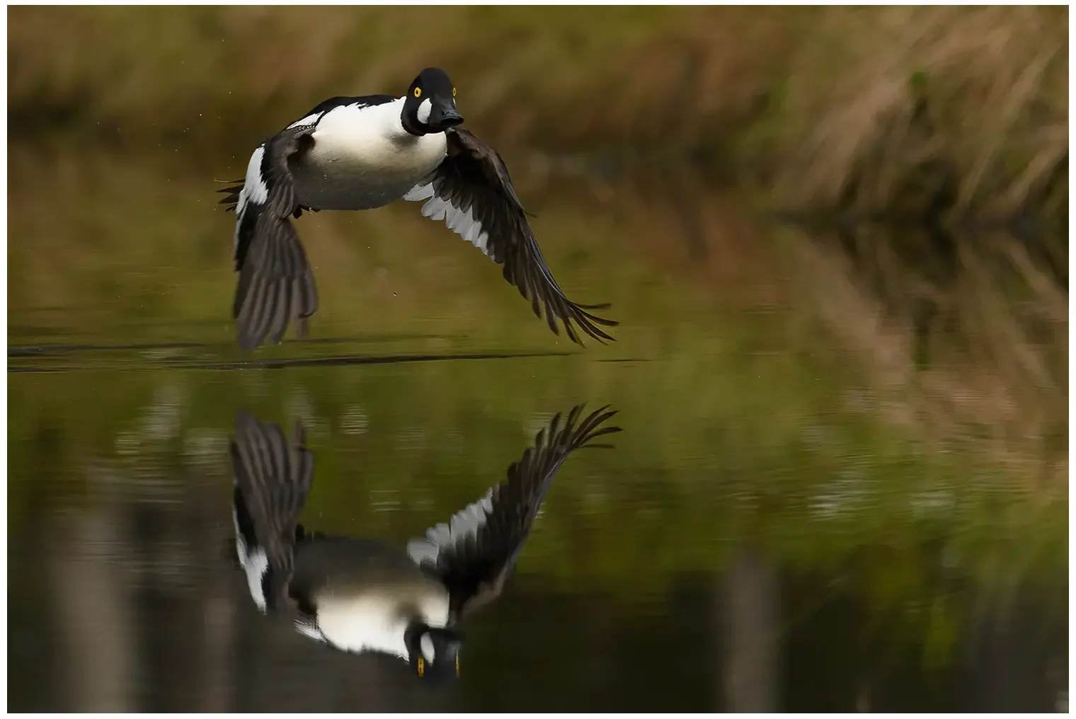 Common goldeneye