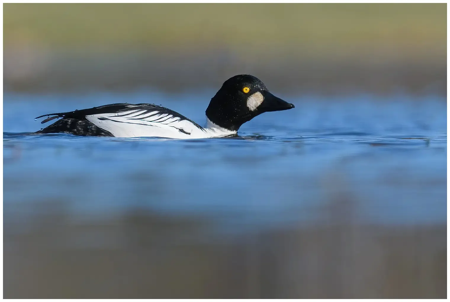 Common goldeneye
