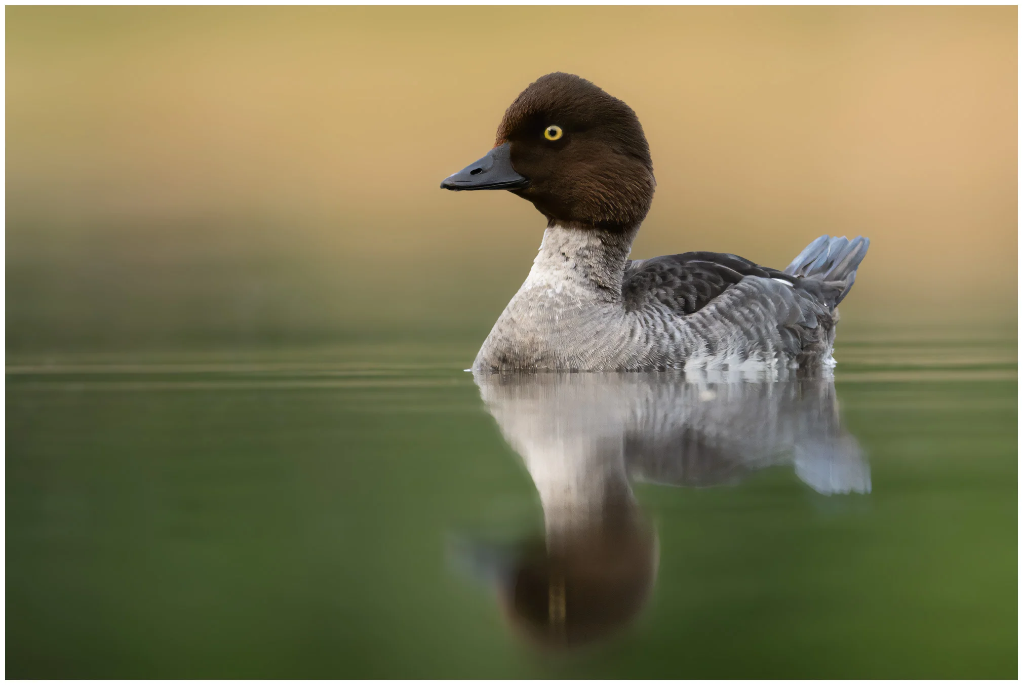 Common goldeneye
