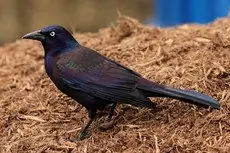 Common grackle