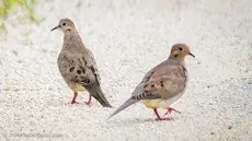 Common ground dove