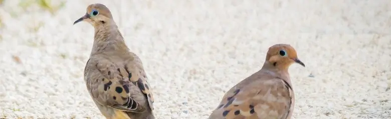 Common ground dove