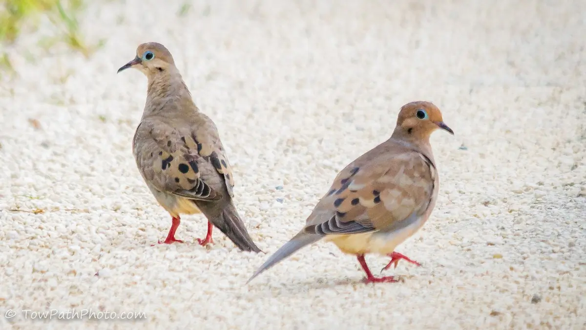 Common ground dove