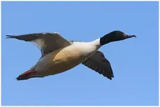 Common merganser