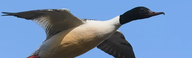 A Merganser is seen in flight. The tip of its beak has a characteristic shape.