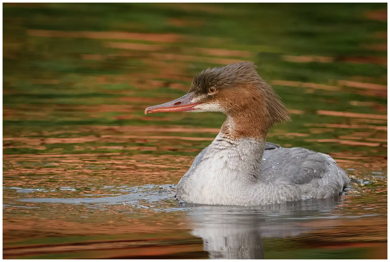 Common merganser