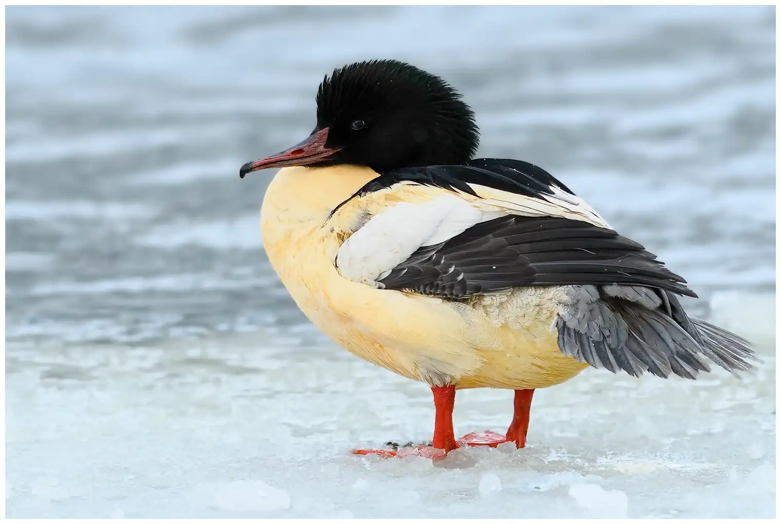Common merganser