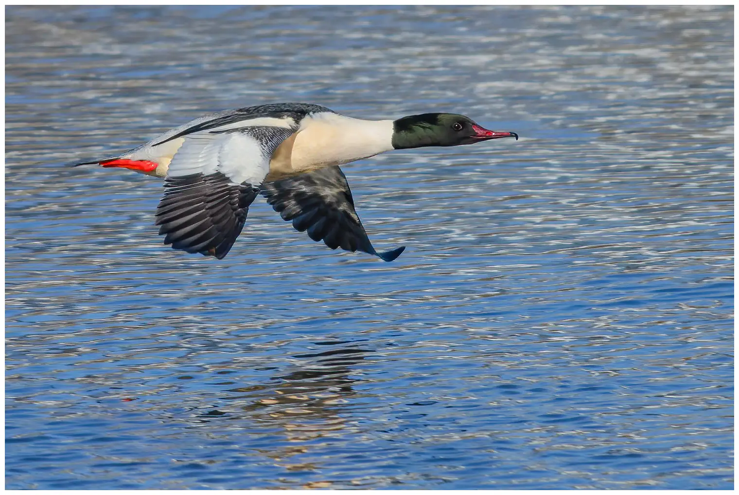 Common merganser