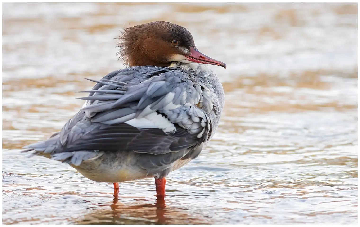 Common merganser