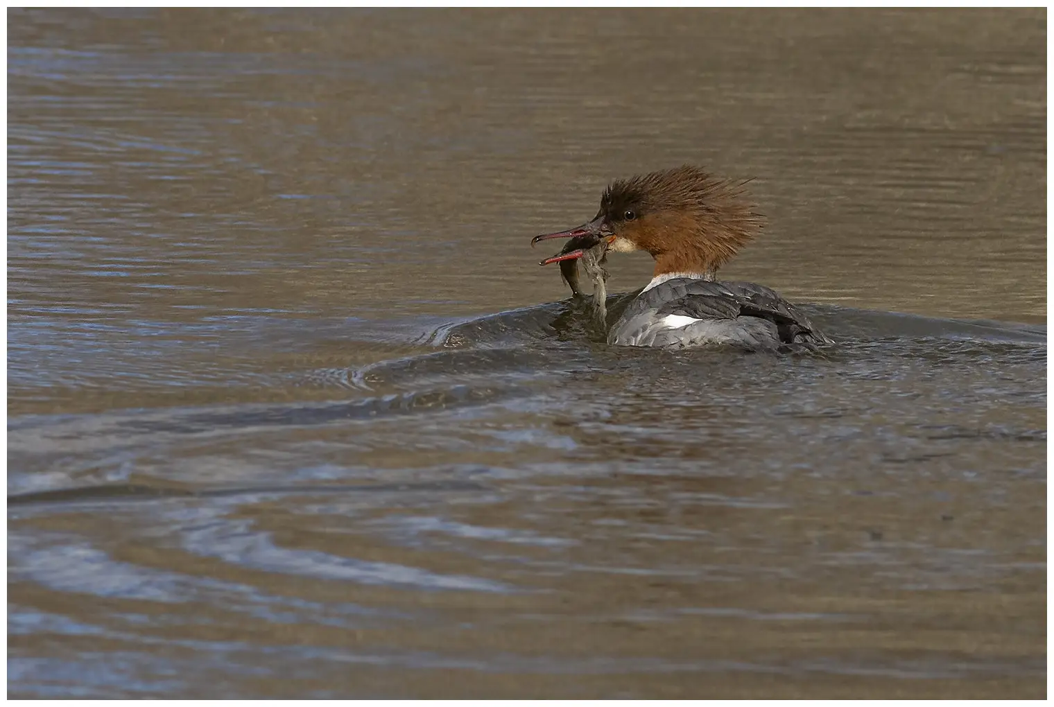 Common merganser
