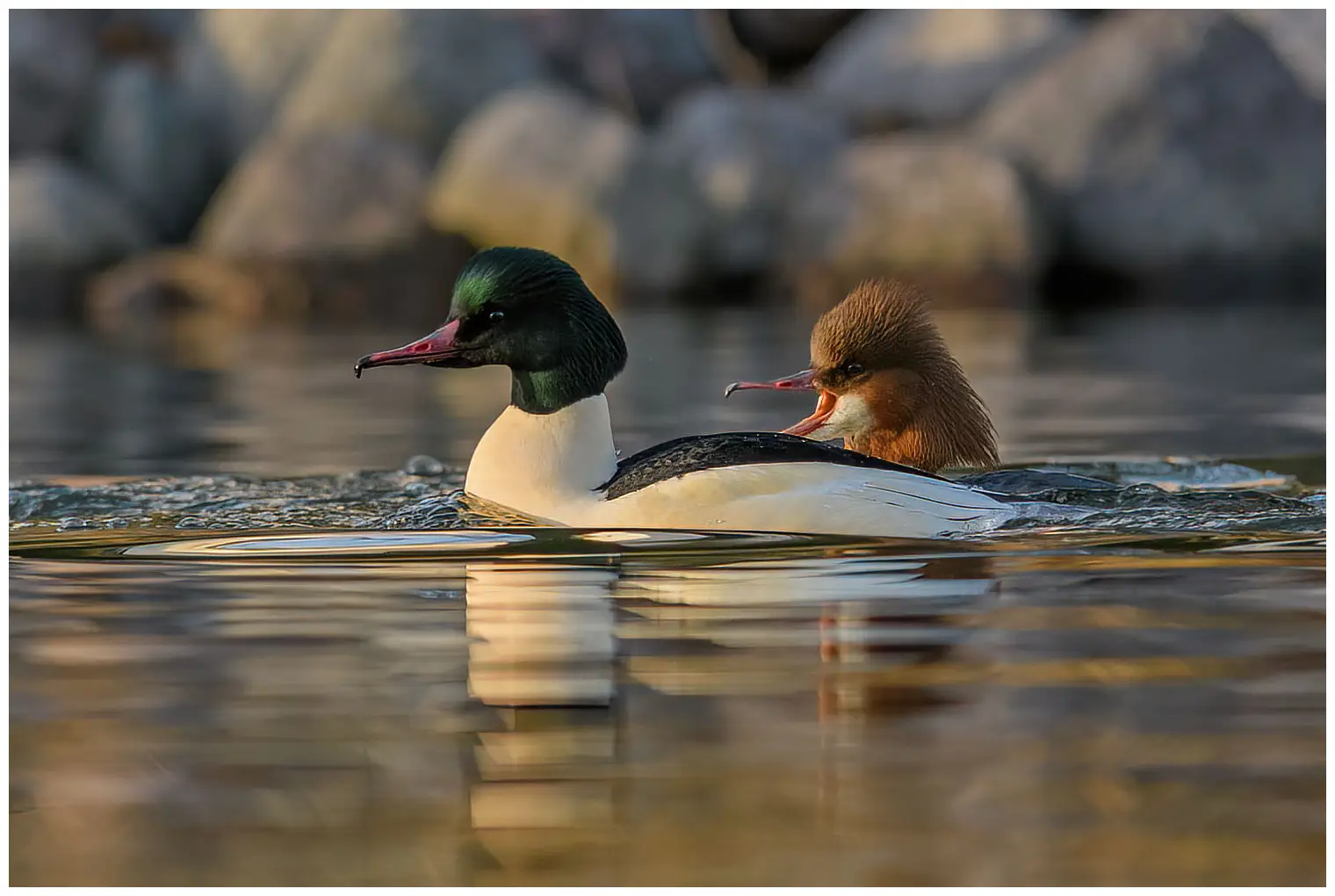 Common merganser