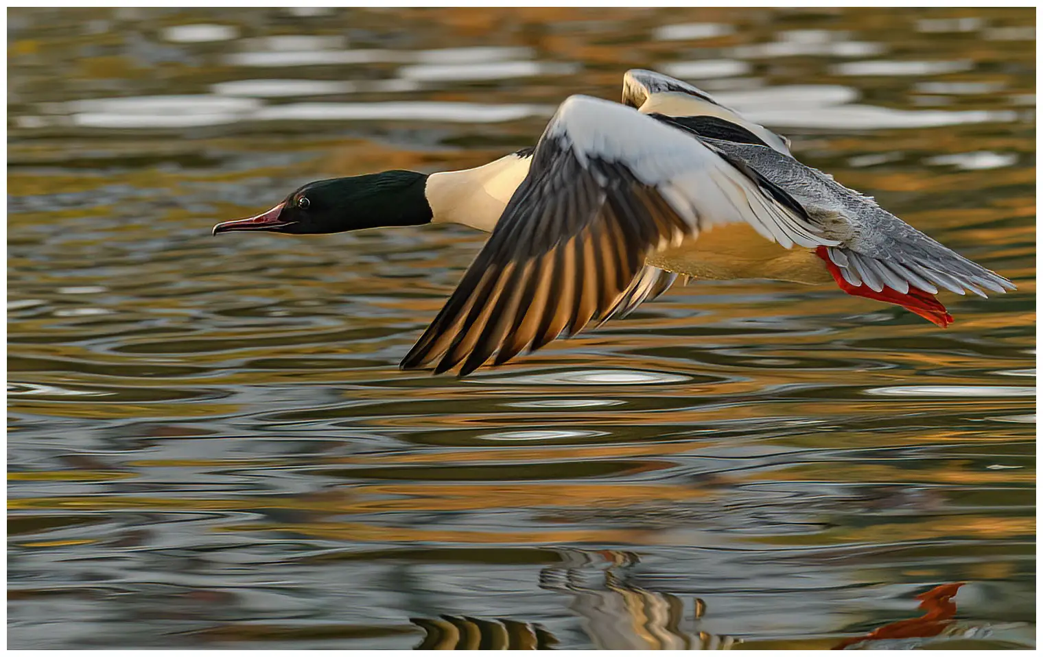 Common merganser