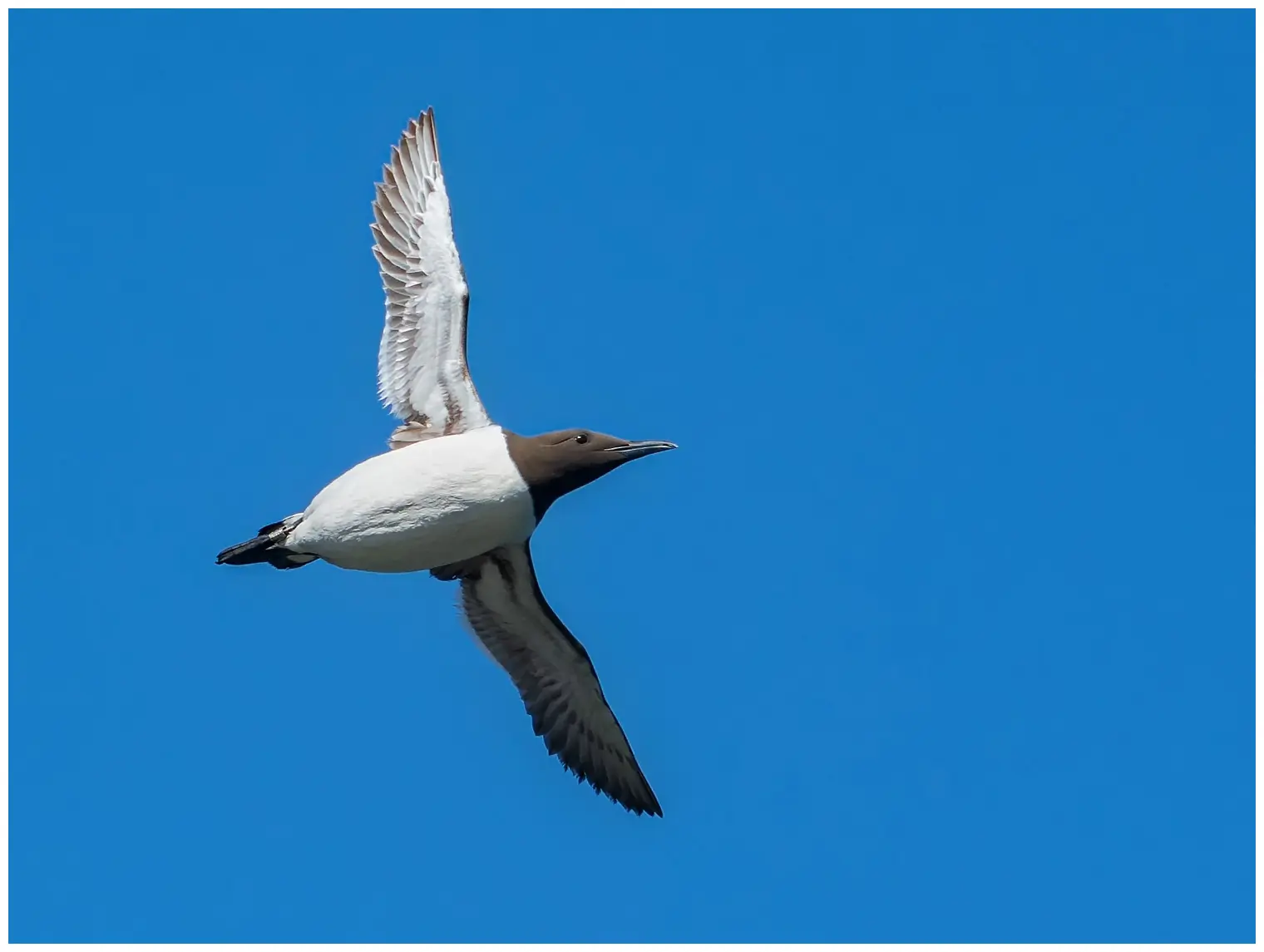 Common murre