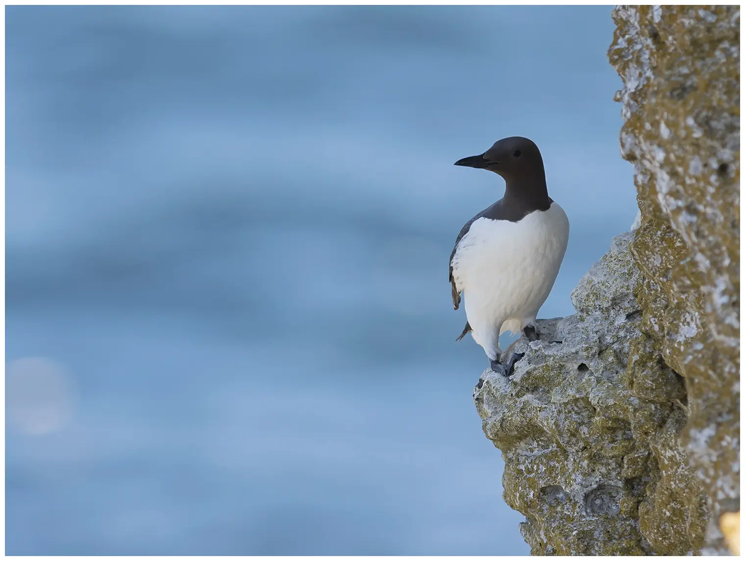 Common murre