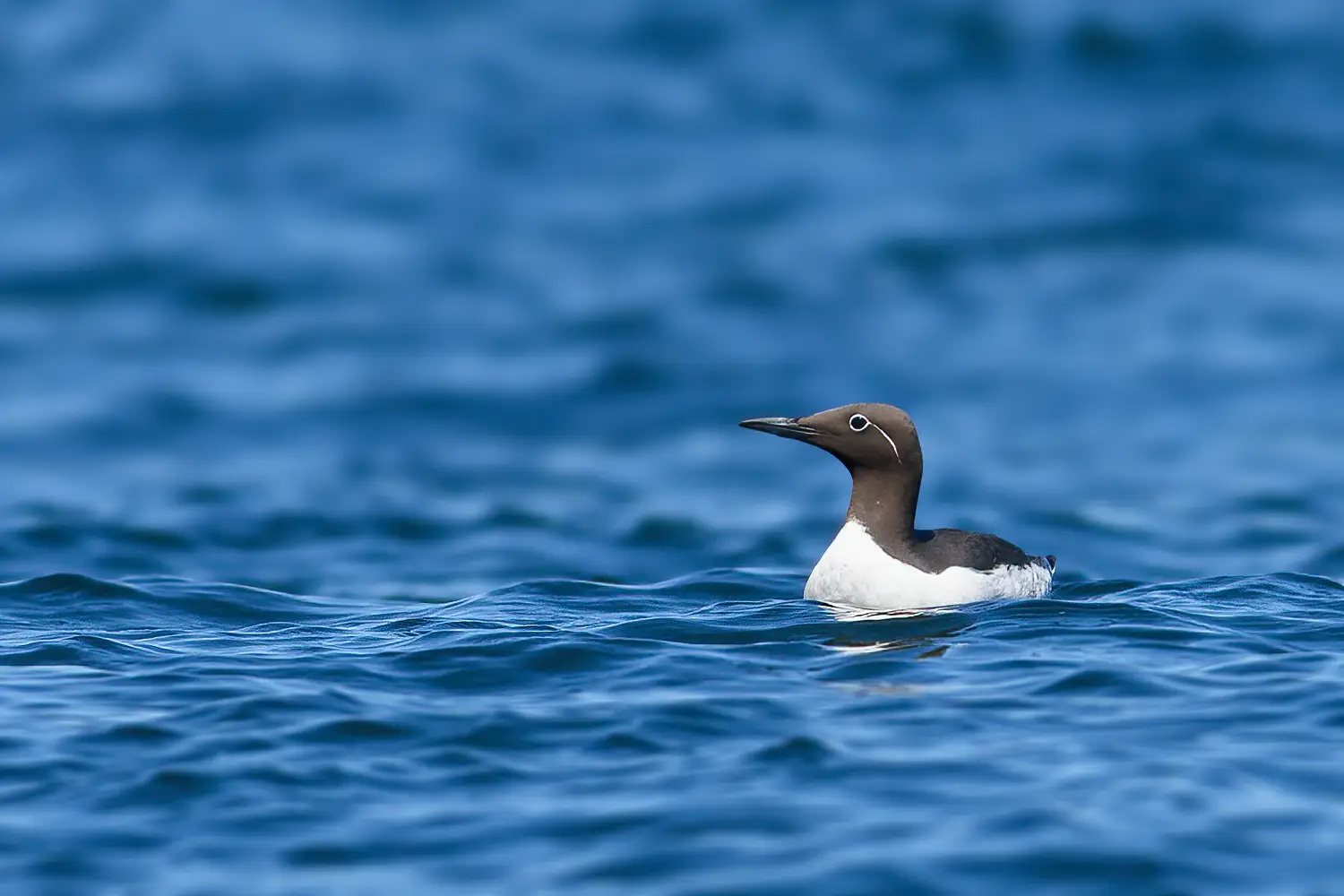 Common murre