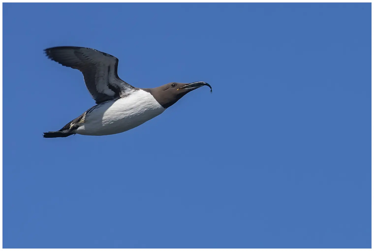 Common murre