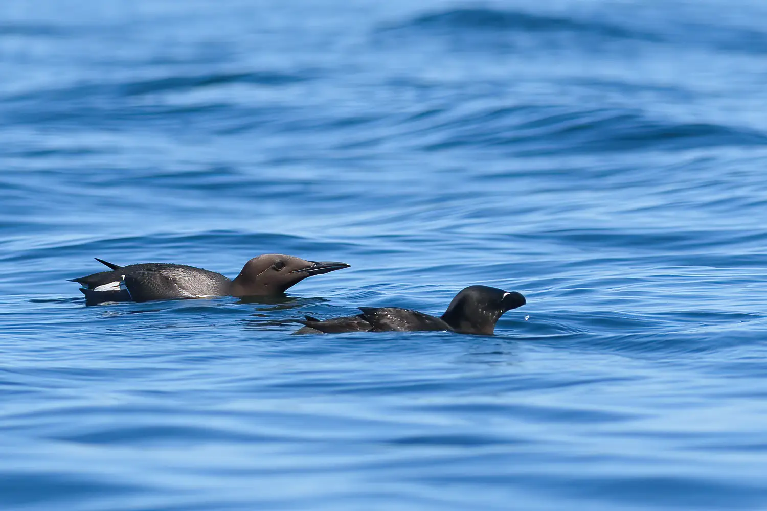 Common murre