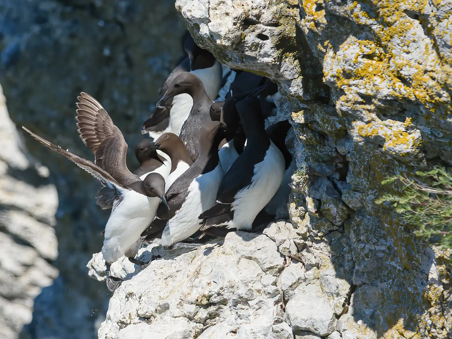 Common murre