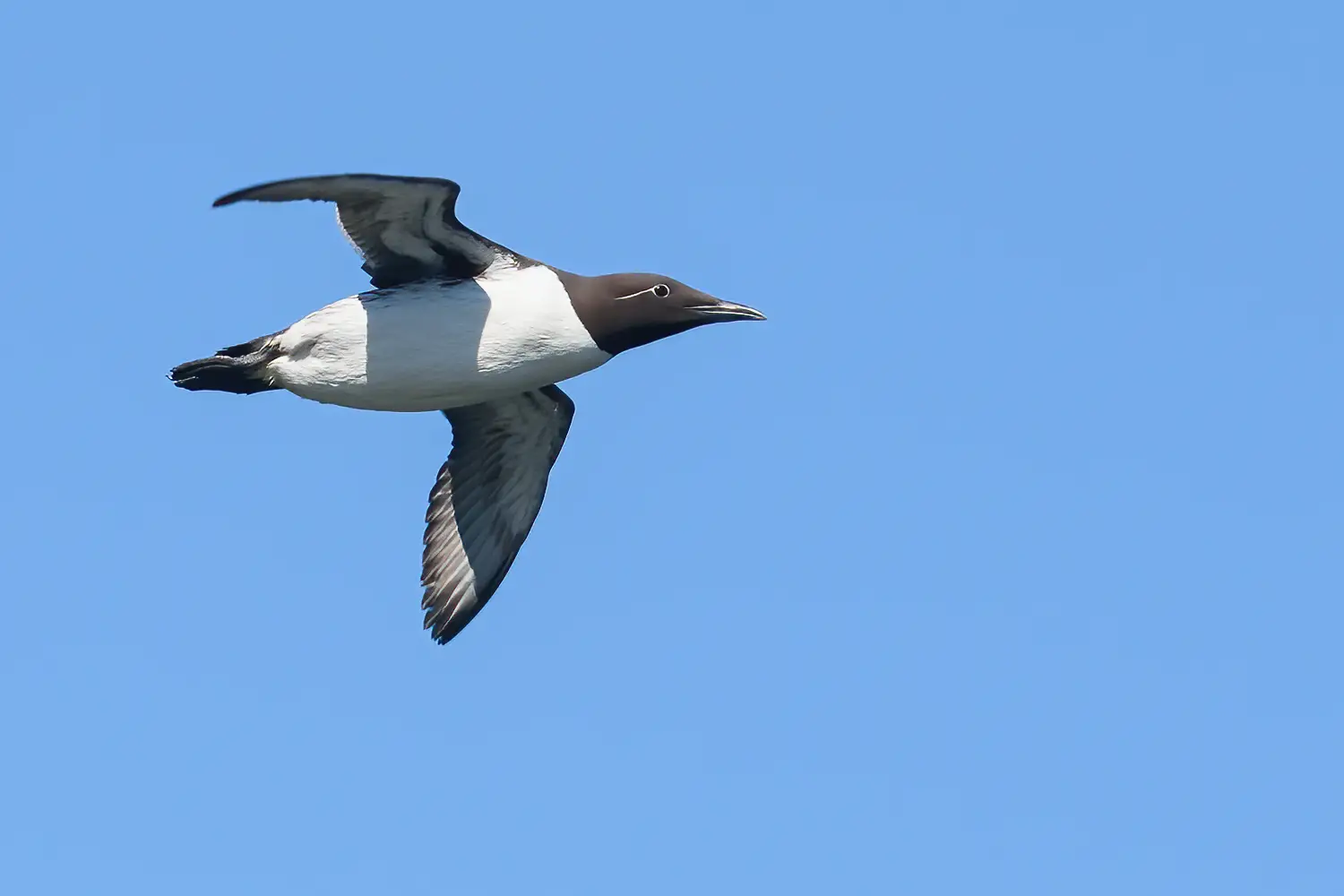 Common murre