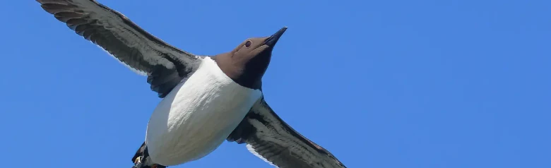 Common murre