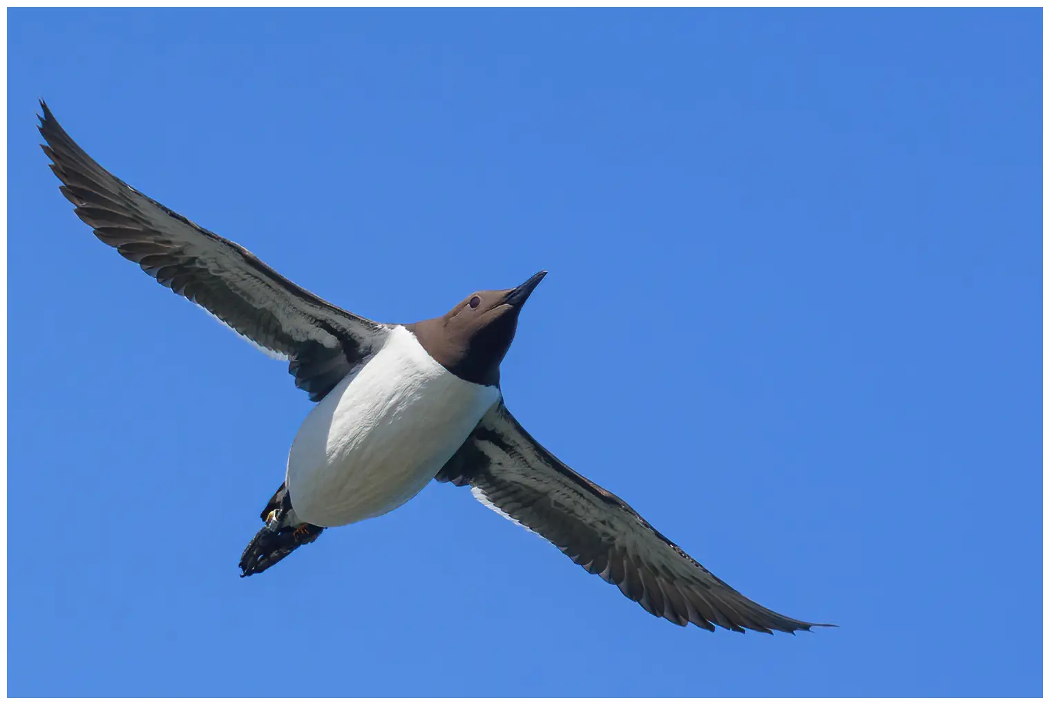 Common murre