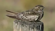 Common nighthawk