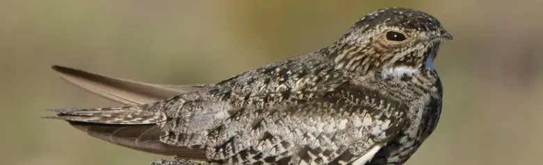 Common nighthawk