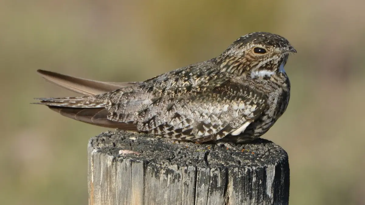 Common nighthawk