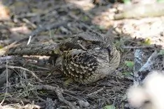 Common pauraque