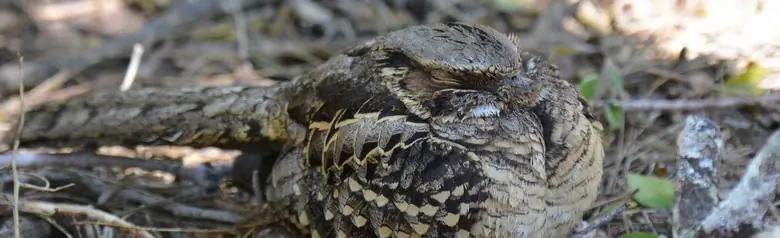 Common pauraque