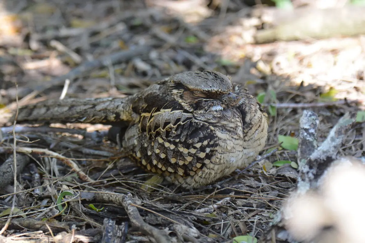 Common pauraque