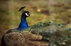 Common peafowl