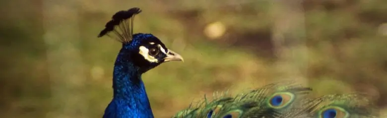 Common peafowl