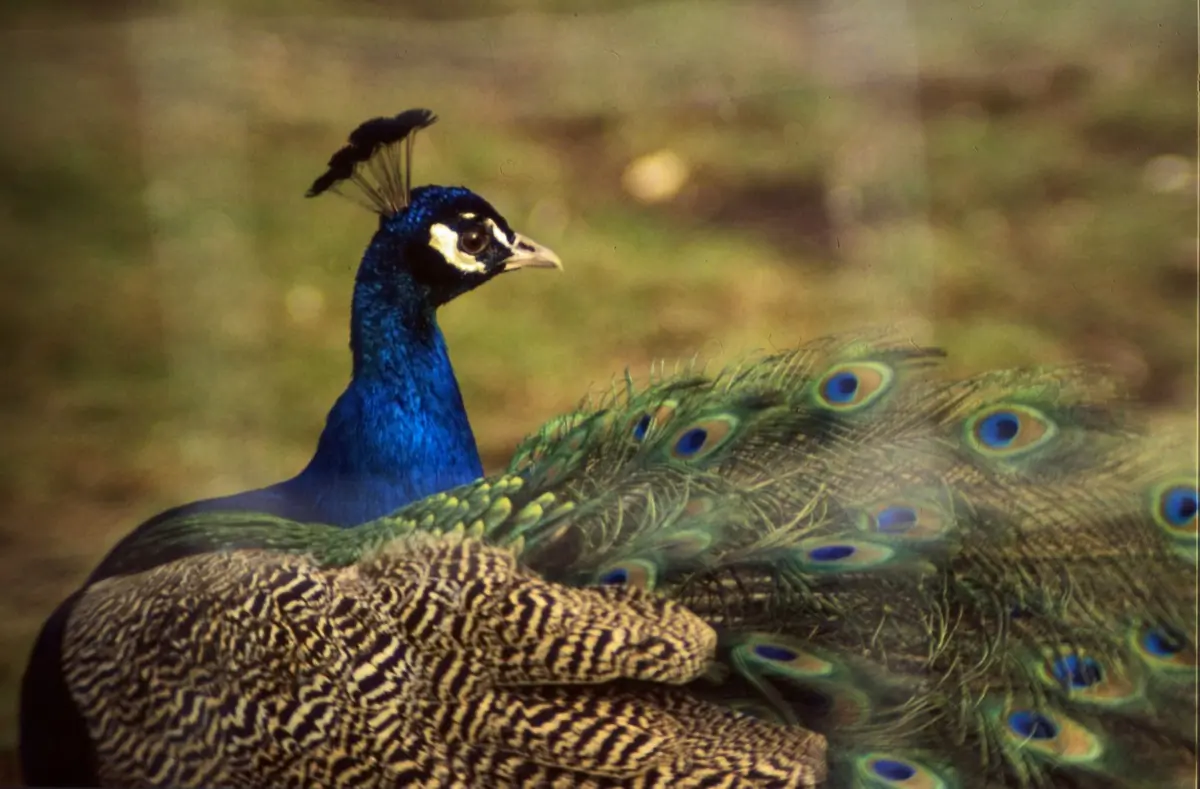 Common peafowl
