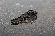 Common poorwill