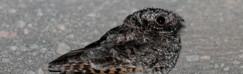 Common poorwill