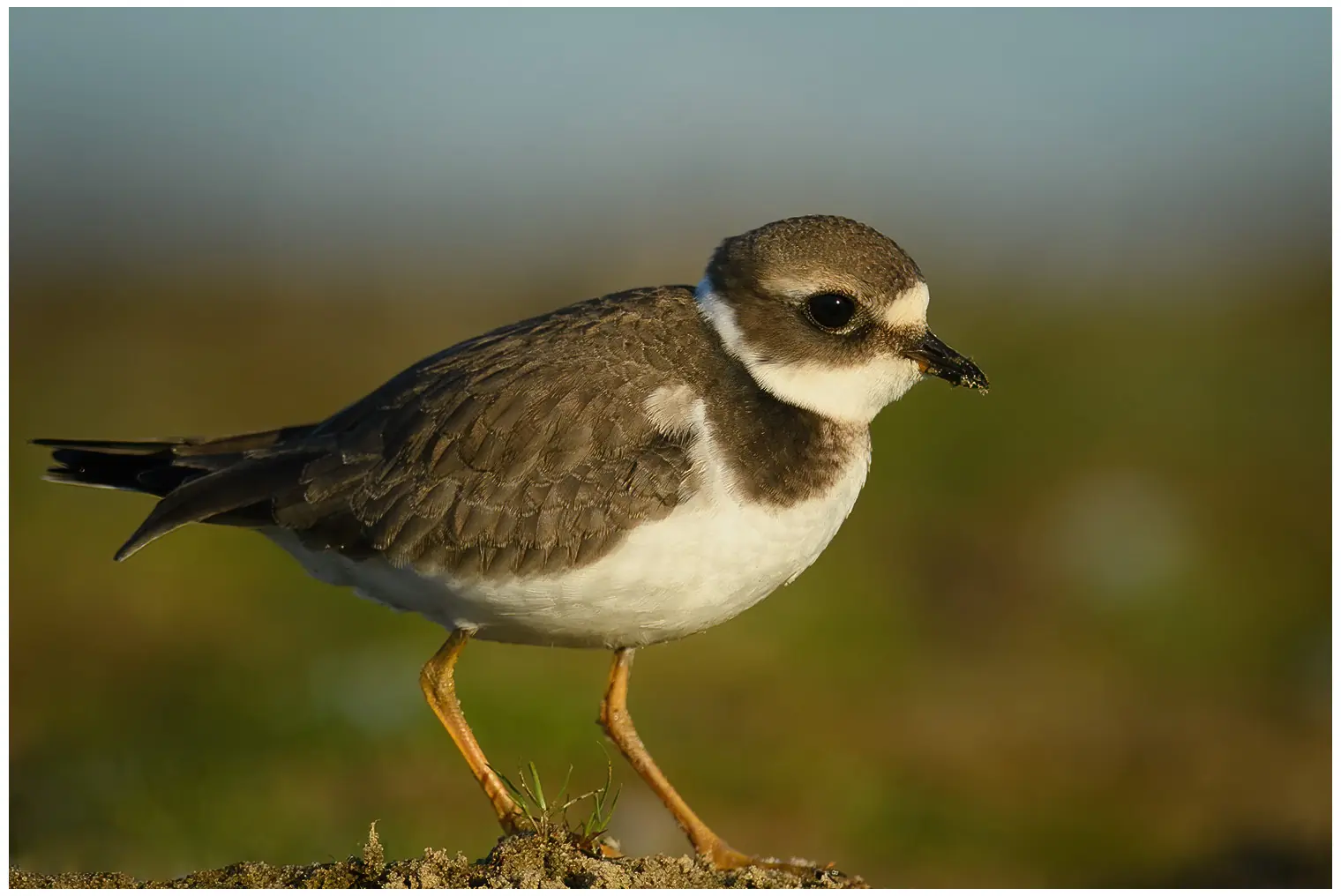 Common ringed plover