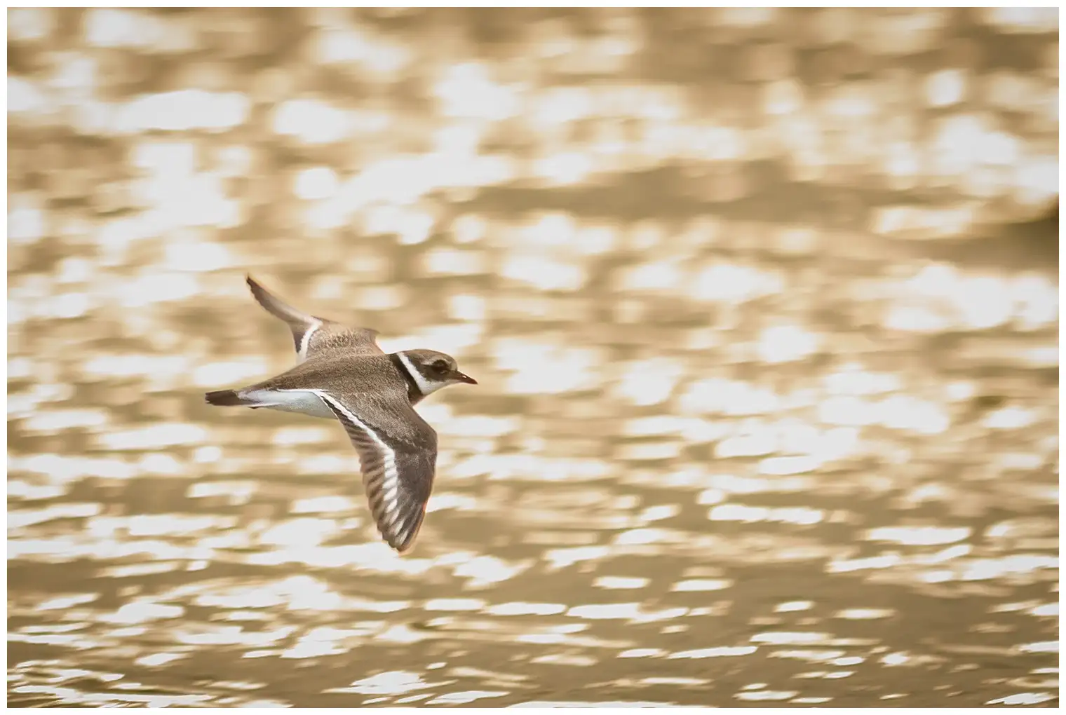 Common ringed plover