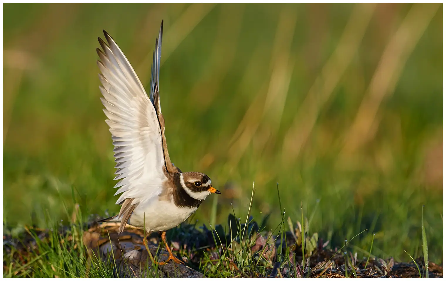 Common ringed plover