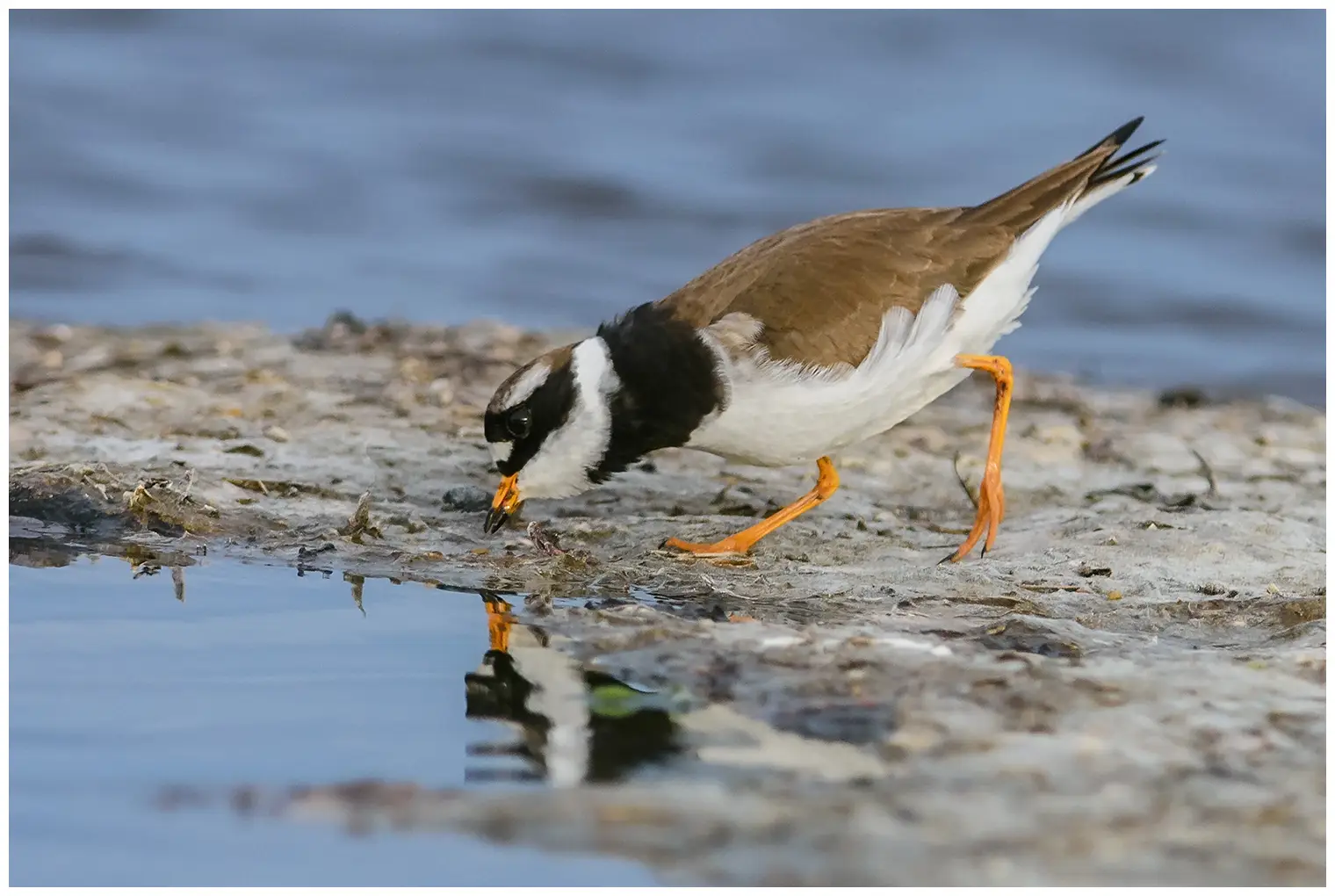 Common ringed plover