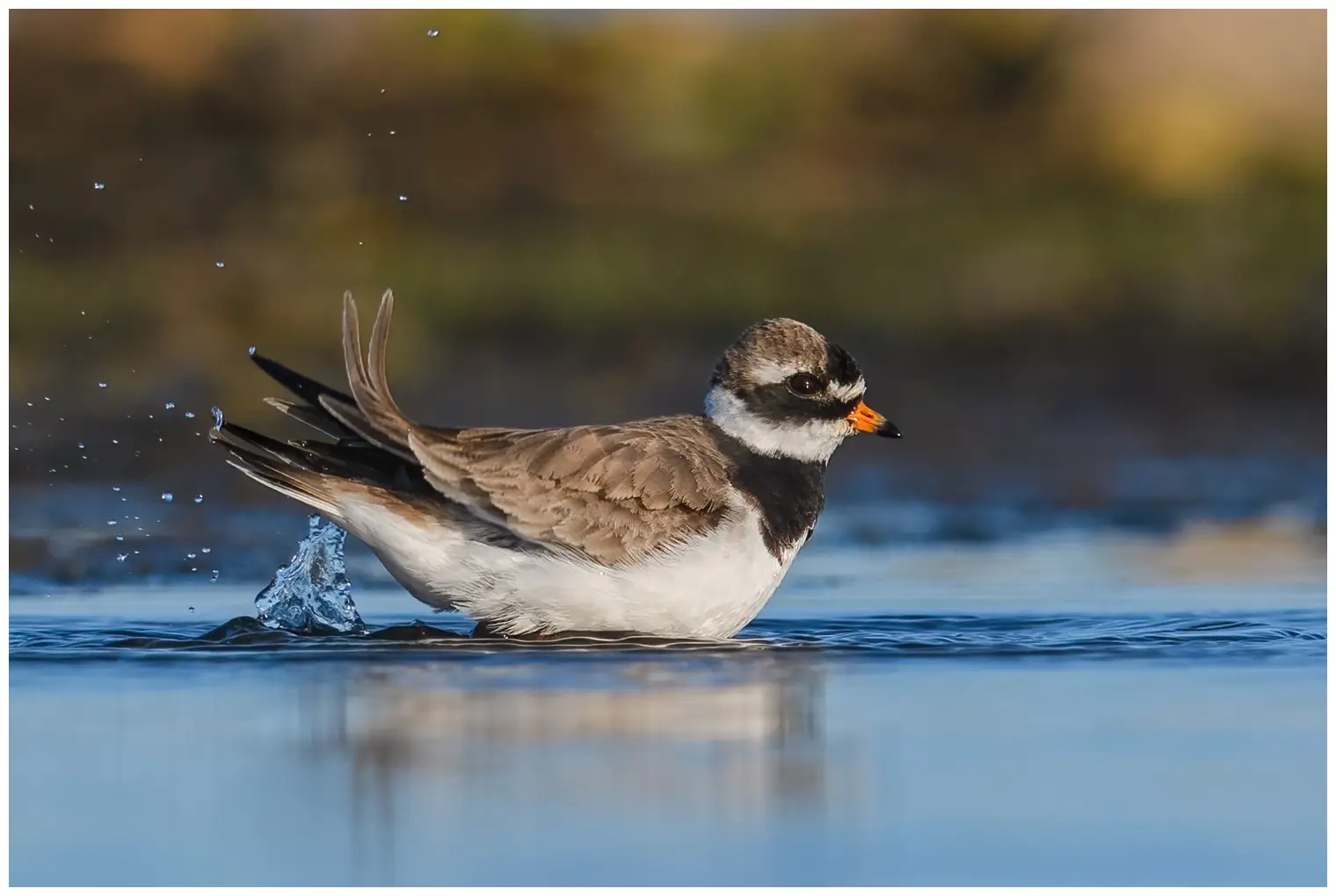 Common ringed plover