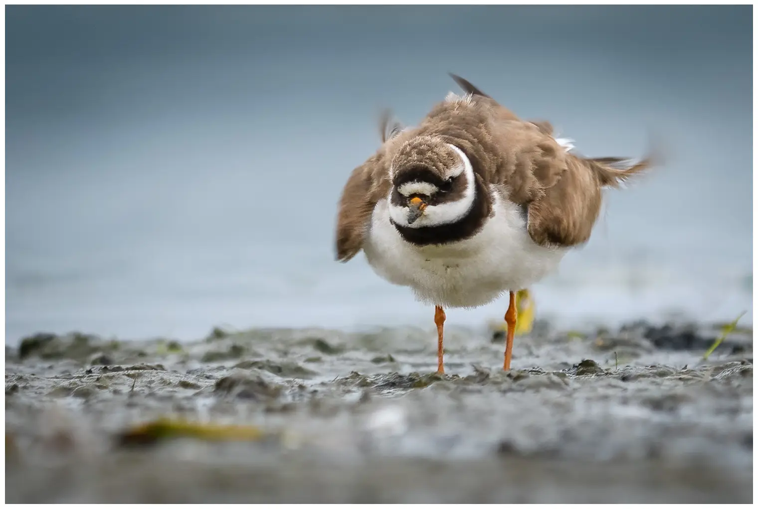 Common ringed plover