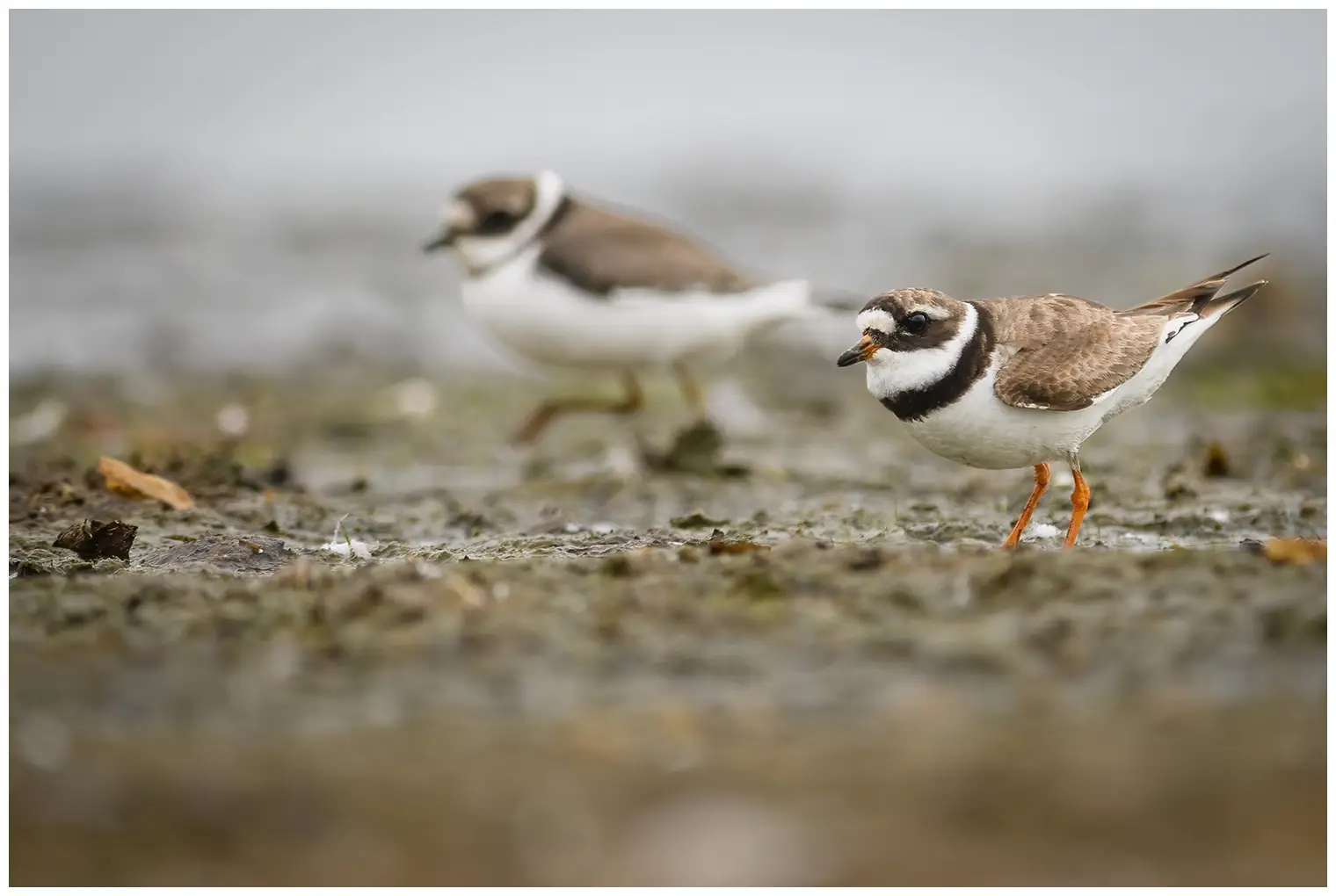 Common ringed plover